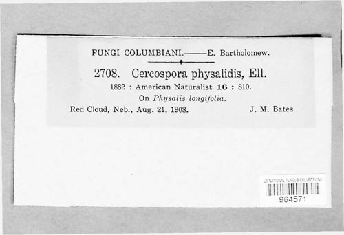 Cercospora physalidis image